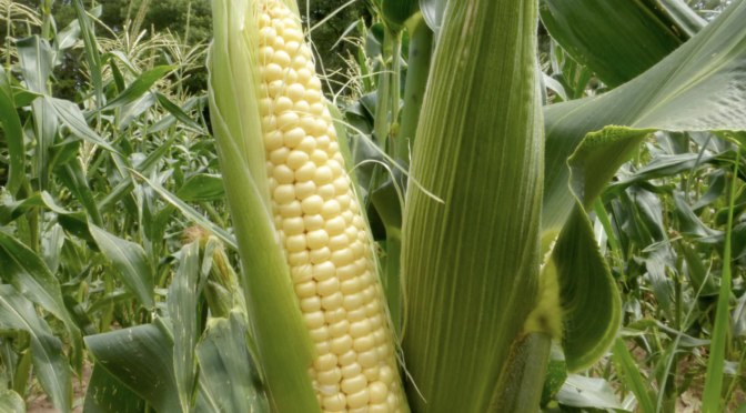 Hybrid Versus Open Pollinated Sweet Corn